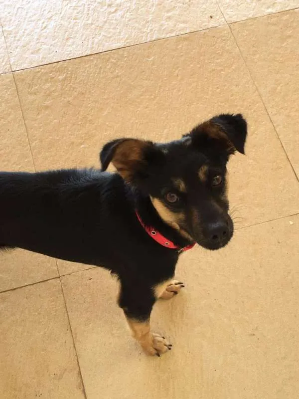 Cachorro ra a Vira-lata idade 2 anos nome Teo