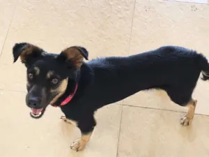 Cachorro raça Vira-lata idade 2 anos nome Teo