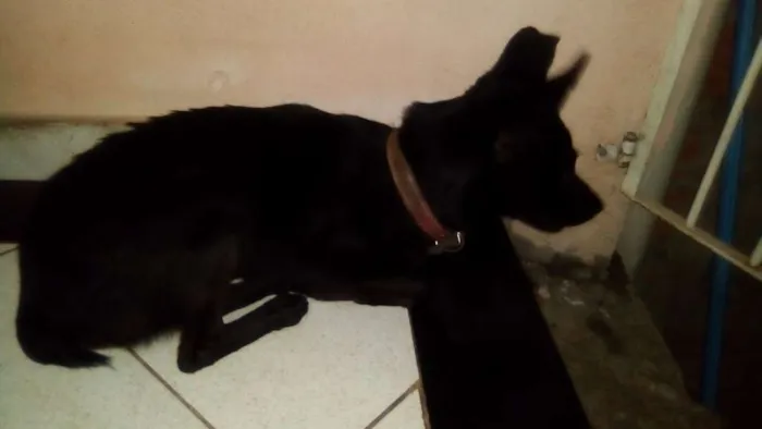 Cachorro ra a Vira lata idade 4 anos nome Sophia