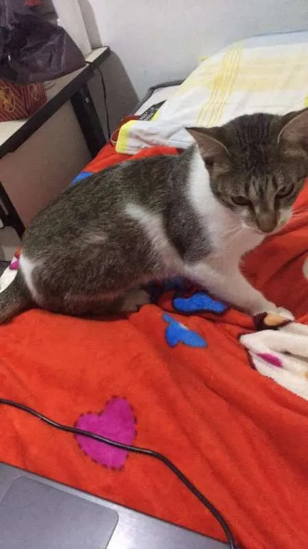 Gato ra a  idade 1 ano nome Lily