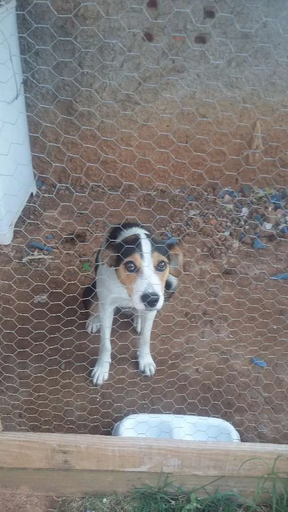 Cachorro ra a Misturada com boder collin idade 7 a 11 meses nome Pipoca 
