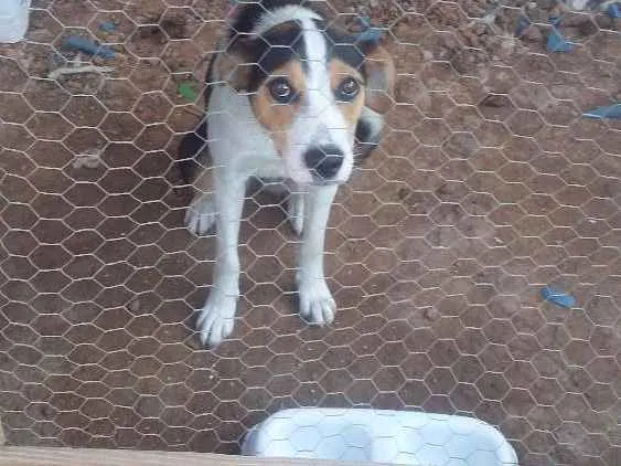 Cachorro ra a Misturada com boder collin idade 7 a 11 meses nome Pipoca 