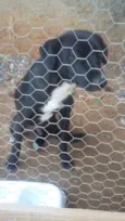 Docinho 