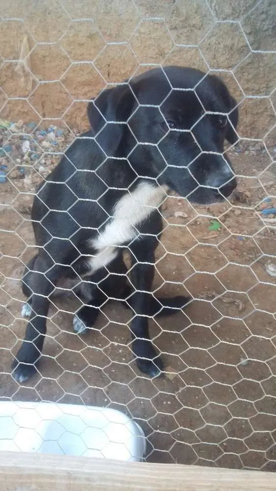 Cachorro ra a Misturada com boder collin idade 7 a 11 meses nome Docinho 