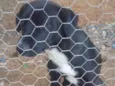 Docinho 