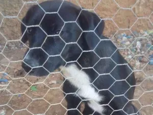 Cachorro raça Misturada com boder collin idade 7 a 11 meses nome Docinho 