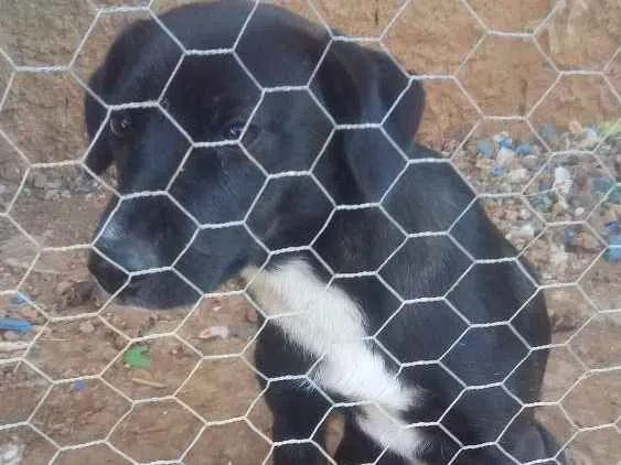 Cachorro ra a Misturada com boder collin idade 7 a 11 meses nome Docinho 