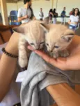 Gatinho
