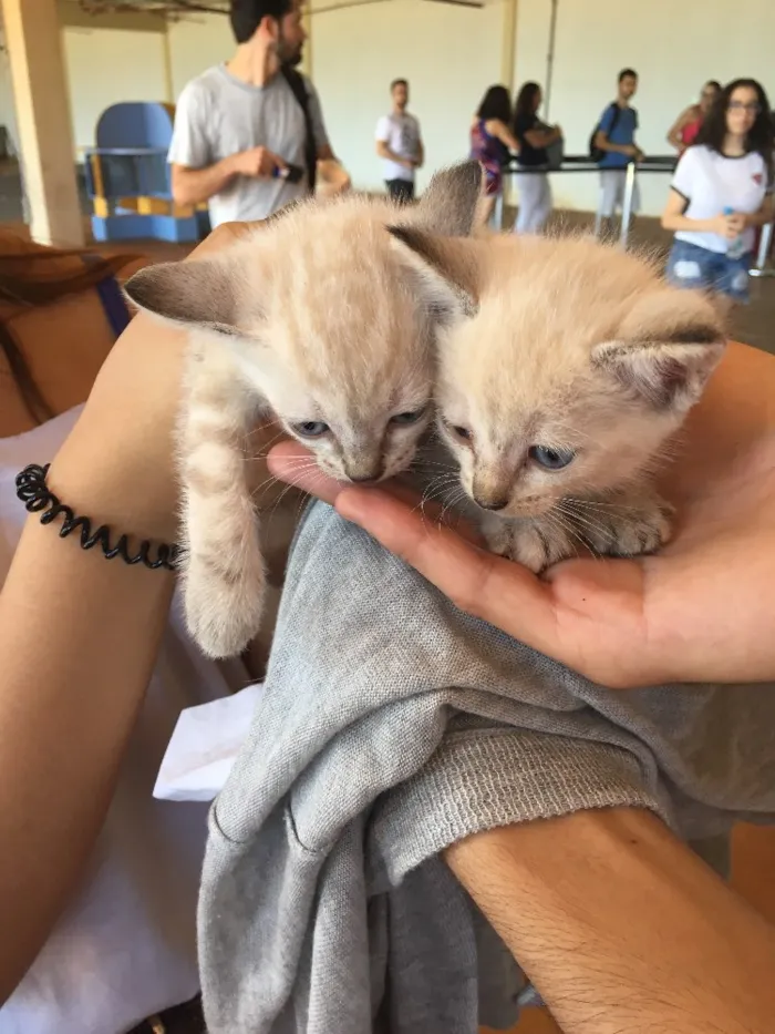 Gato ra a  idade Abaixo de 2 meses nome Gatinho