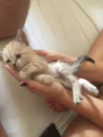 Gatinho
