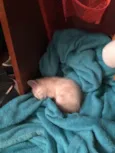 Gatinho