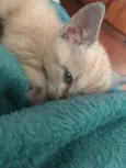 Gatinho