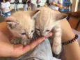 Gatinho