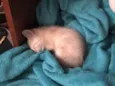 Gatinho