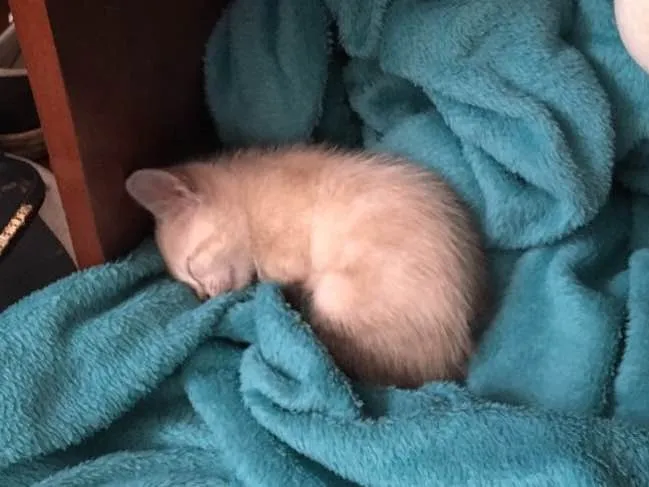 Gato ra a  idade Abaixo de 2 meses nome Gatinho