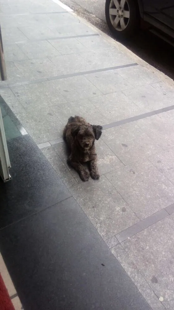 Cachorro ra a Mestiço Poodle idade 3 anos nome Todynho