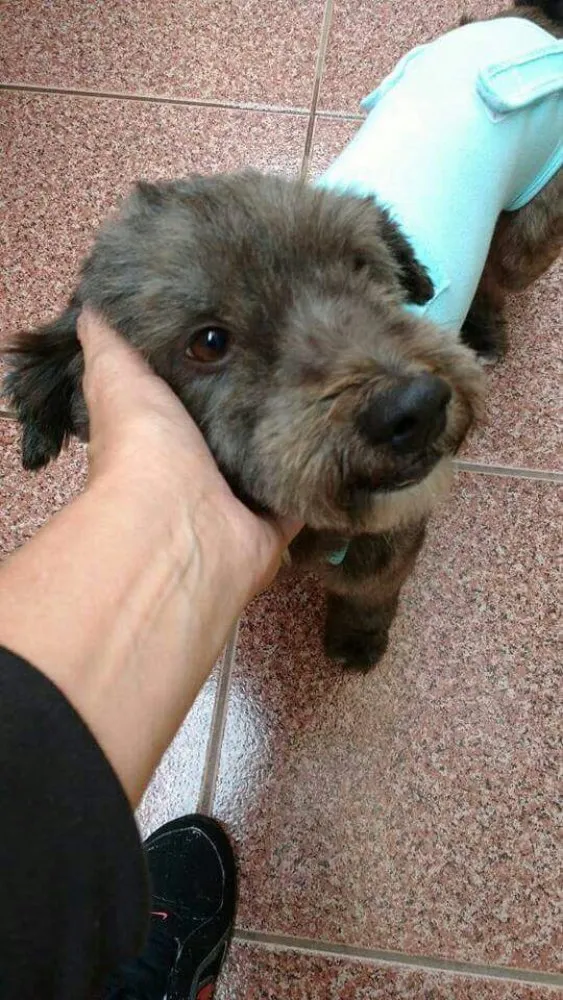 Cachorro ra a Mestiço Poodle idade 3 anos nome Todynho