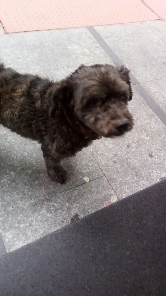 Cachorro ra a Mestiço Poodle idade 3 anos nome Todynho