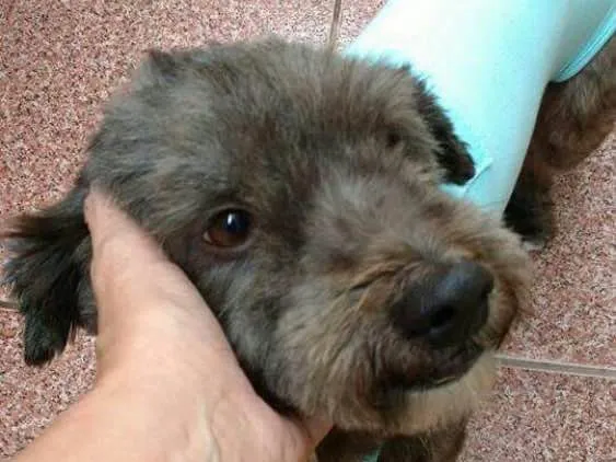 Cachorro ra a Mestiço Poodle idade 3 anos nome Todynho