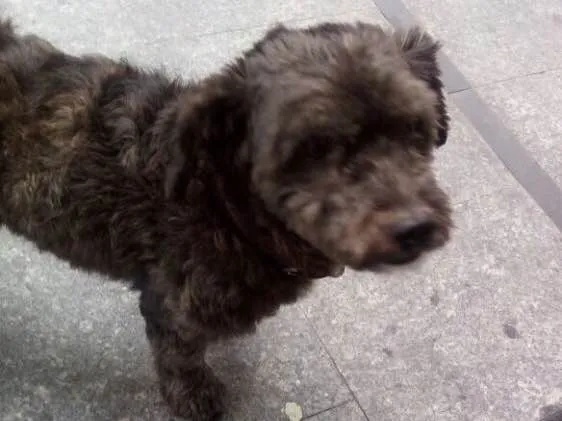 Cachorro ra a Mestiço Poodle idade 3 anos nome Todynho