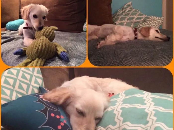 Cachorro ra a SRD  idade 1 ano nome Zeca