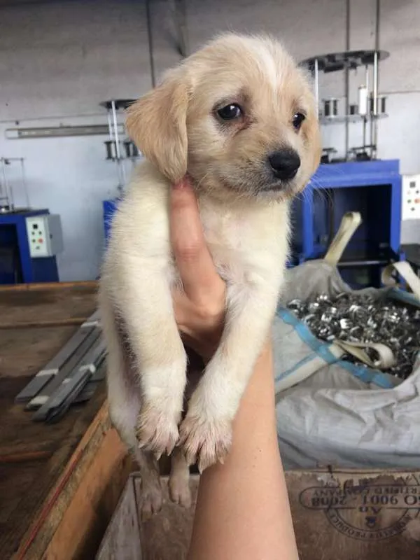 Cachorro ra a SRD idade Abaixo de 2 meses nome Luna/Mel/Lola