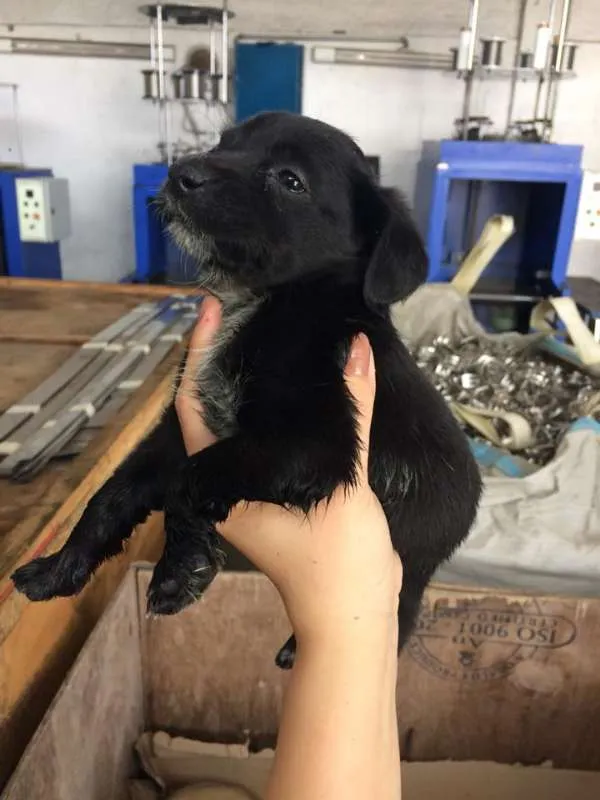 Cachorro ra a SRD idade Abaixo de 2 meses nome Luna/Mel/Lola