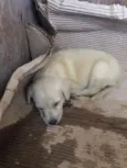 Luna/Mel/Lola