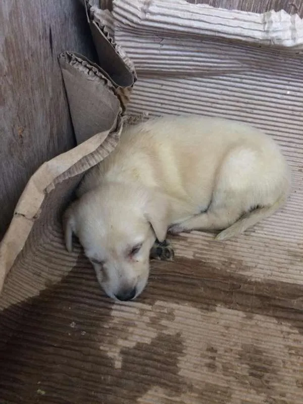 Cachorro ra a SRD idade Abaixo de 2 meses nome Luna/Mel/Lola
