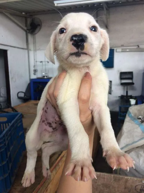 Cachorro ra a SRD idade Abaixo de 2 meses nome Luna/Mel/Lola