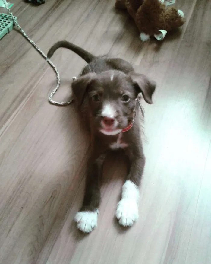 Cachorro ra a podle e daschud idade 2 a 6 meses nome escolha