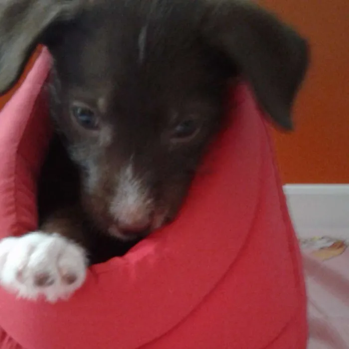 Cachorro ra a podle e daschud idade 2 a 6 meses nome escolha