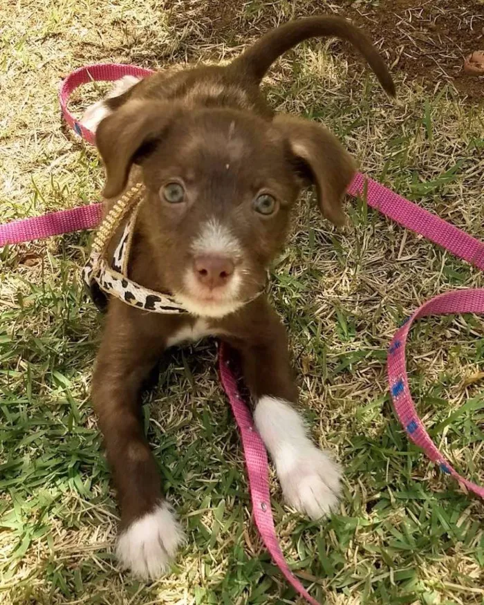 Cachorro ra a podle e daschud idade 2 a 6 meses nome escolha