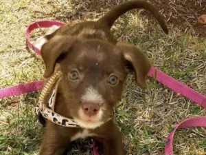 Cachorro raça podle e daschud idade 2 a 6 meses nome escolha