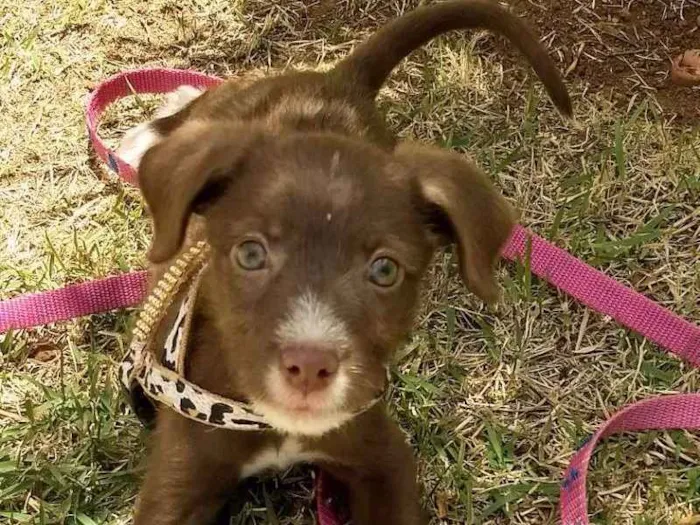 Cachorro ra a podle e daschud idade 2 a 6 meses nome escolha