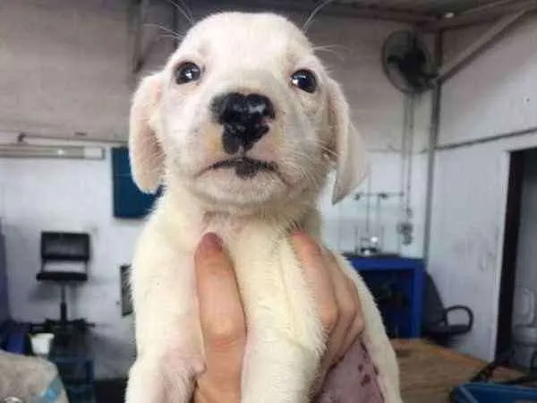 Cachorro ra a SRD idade Abaixo de 2 meses nome Luna/Mel/Lola