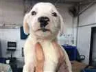 Cachorro raça SRD idade Abaixo de 2 meses nome Luna/Mel/Lola