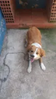 Pipoca