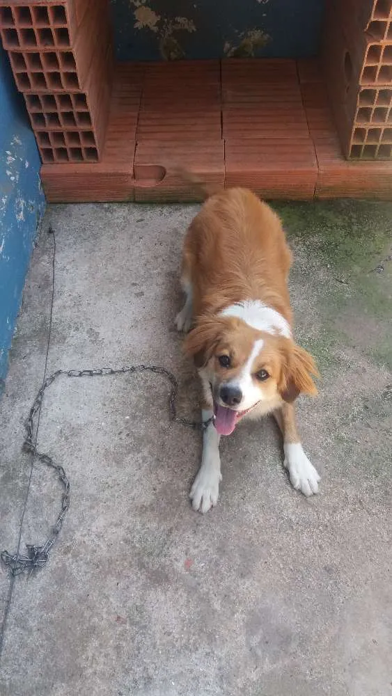 Cachorro raça  idade 1 ano nome Pipoca