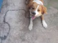 Pipoca