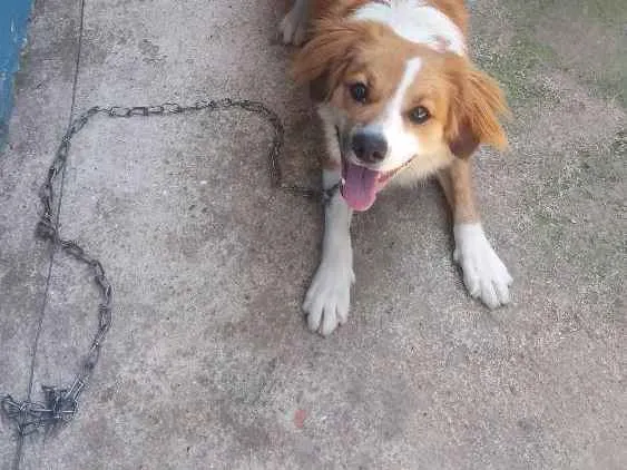 Cachorro raça  idade 1 ano nome Pipoca
