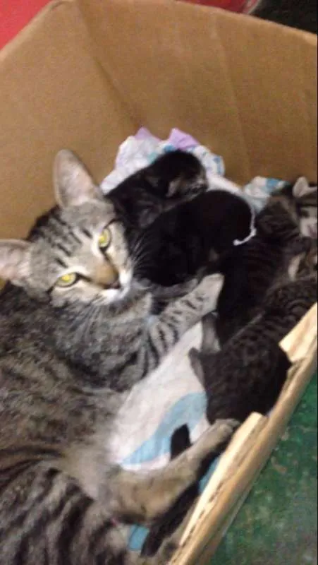 Gato raça Srd idade 2 a 6 meses nome Filhotes