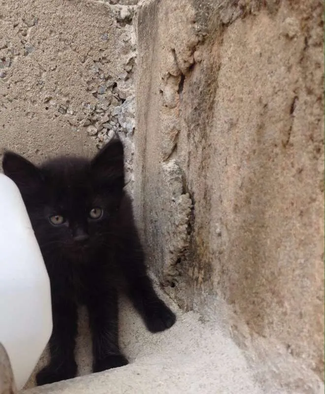 Gato raça Srd idade 2 a 6 meses nome Filhotes