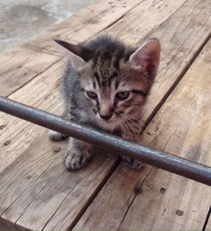 Gato raça Srd idade 2 a 6 meses nome Filhotes