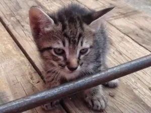 Gato raça Srd idade 2 a 6 meses nome Filhotes