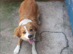 Cachorro raça  idade 1 ano nome Pipoca