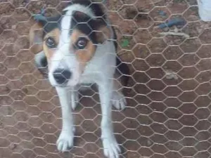 Cachorro raça Misturada com boder collin idade 7 a 11 meses nome Pipoca 