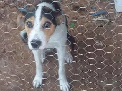 Cachorro ra a Misturada com boder collin idade 7 a 11 meses nome Pipoca 