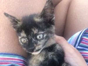 Gato raça  idade 2 a 6 meses nome sem nome