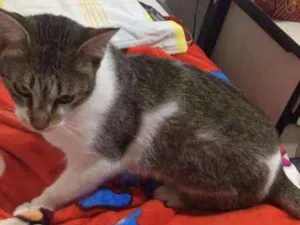 Gato raça  idade 1 ano nome Lily